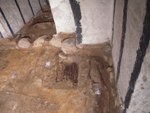Archäologen legen mittelalterlicher Gräber unter der Brühl-Gruft frei